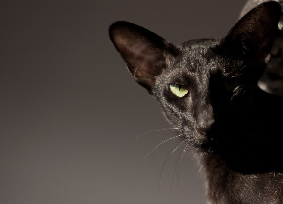 Корниш рекс кошка