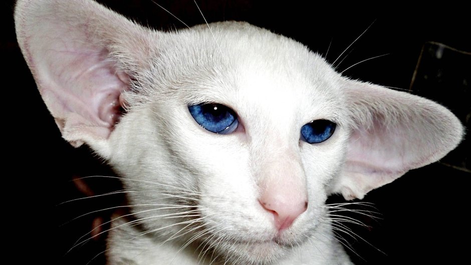 Ориентальная кошка Петерболд