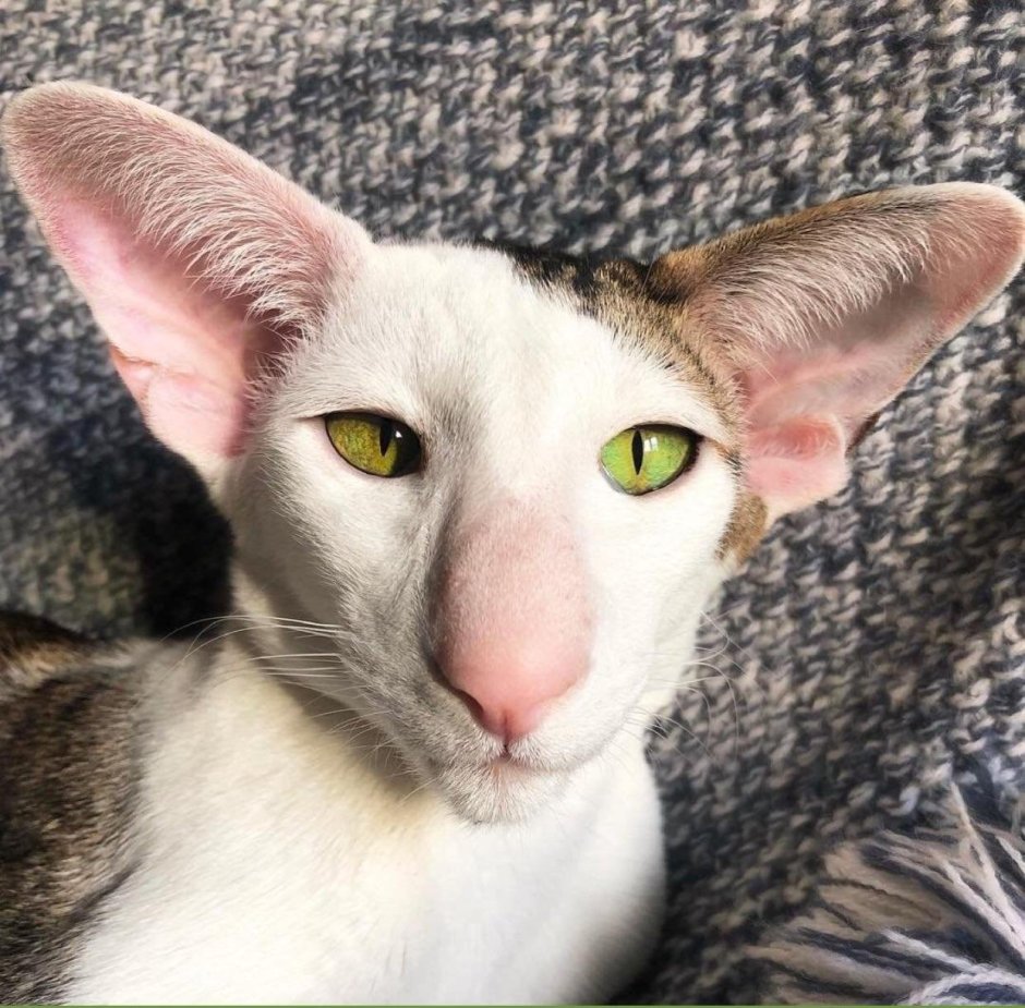 Коты ориенталы грузины