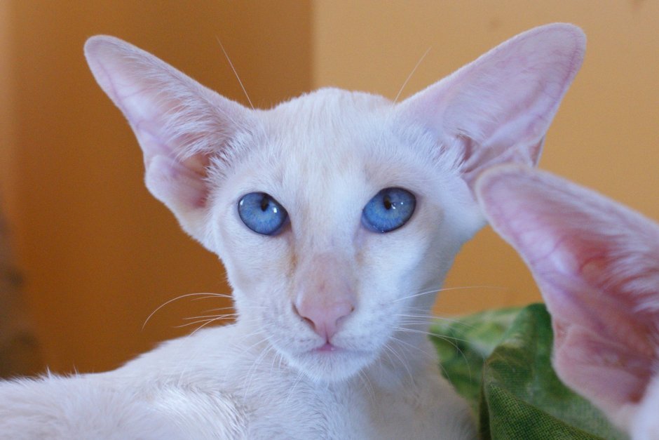 Ушастый кот Ориентал