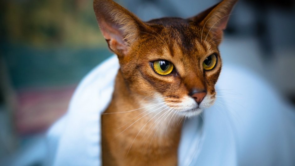 Форин Вайт Ориентал