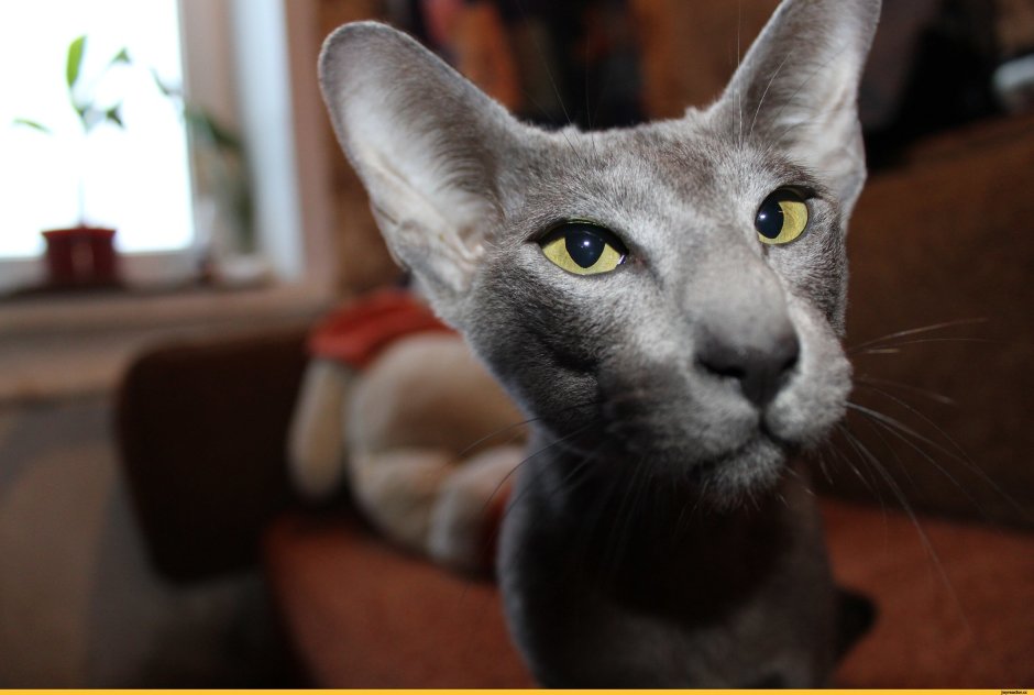 Порода абиссинец