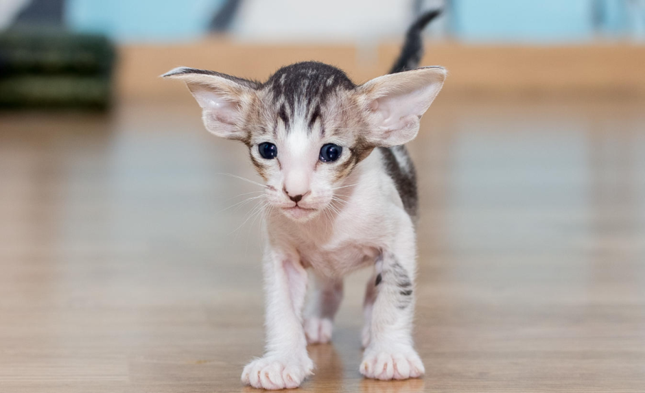 Ориентальная порода кошек