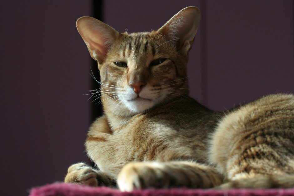 Чёрный сфинкс кошка