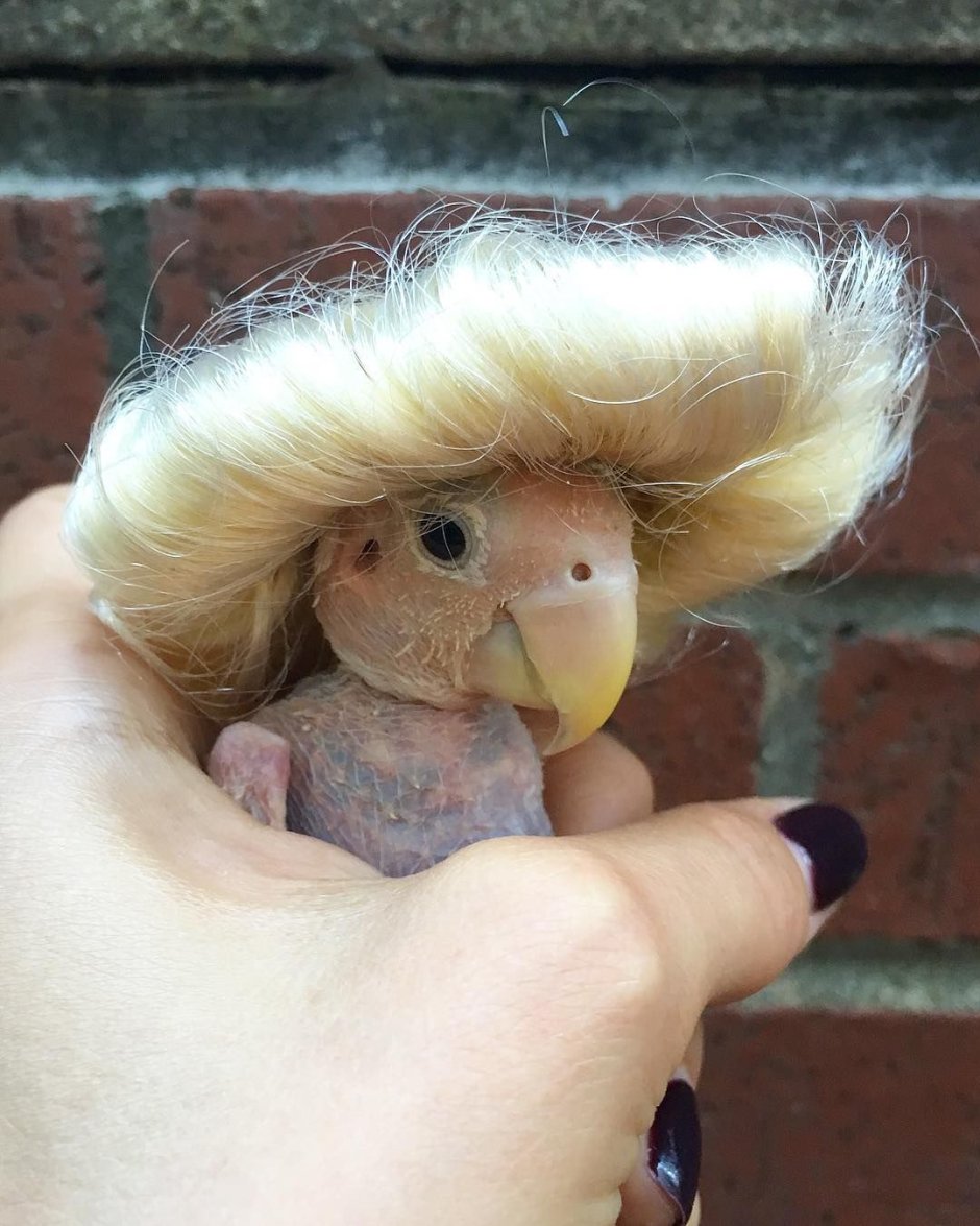 Rhea попугай