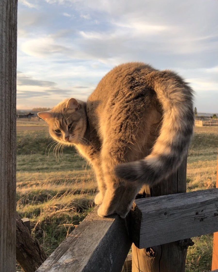 Котики в деревне