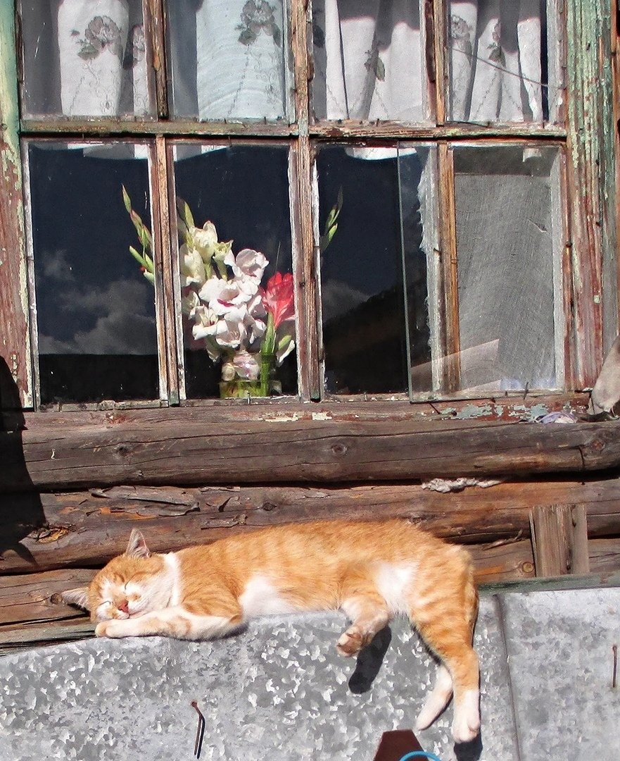 Кот на заборе