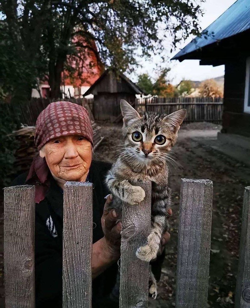 Кот на заборе в деревне