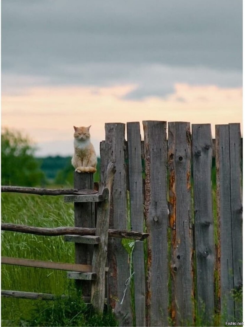 Кот сидит на заборе