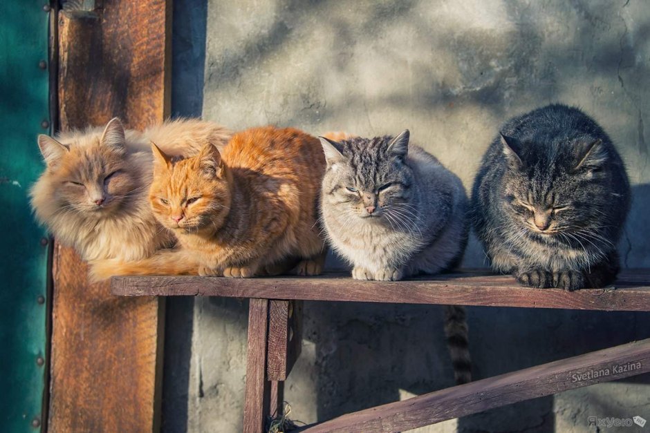 Кот в деревне