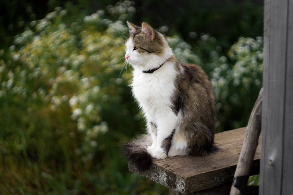 Котята Деревенские