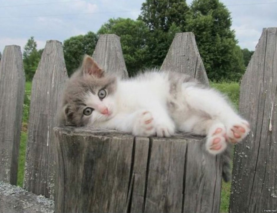 Два кота на лавочке