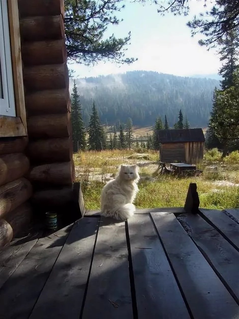 Деревенская кошка