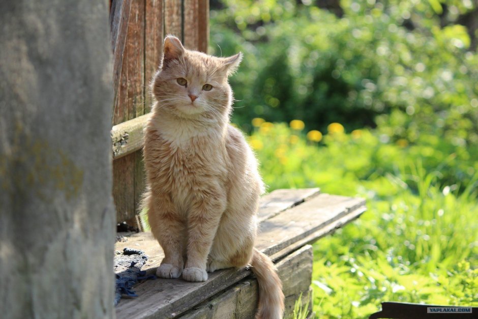 Деревенские цветы