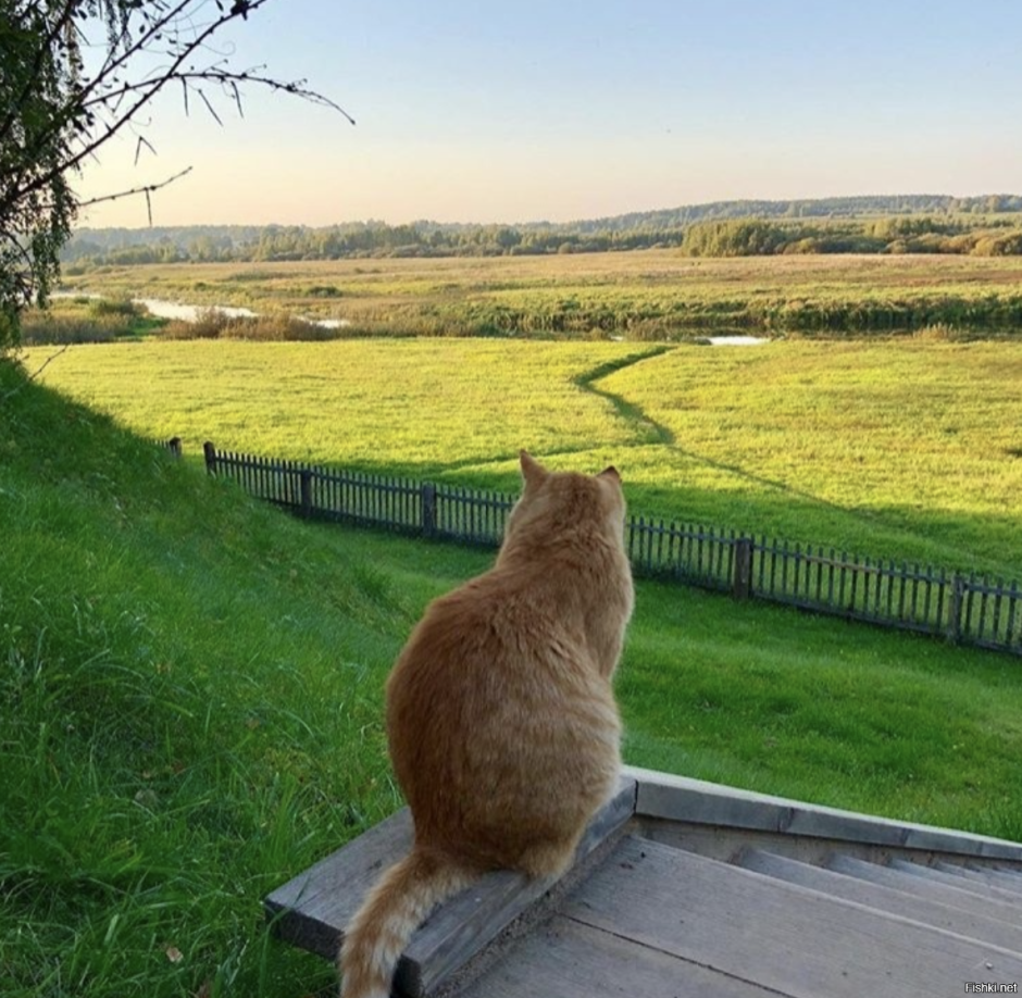 Кошка в лучах солнца