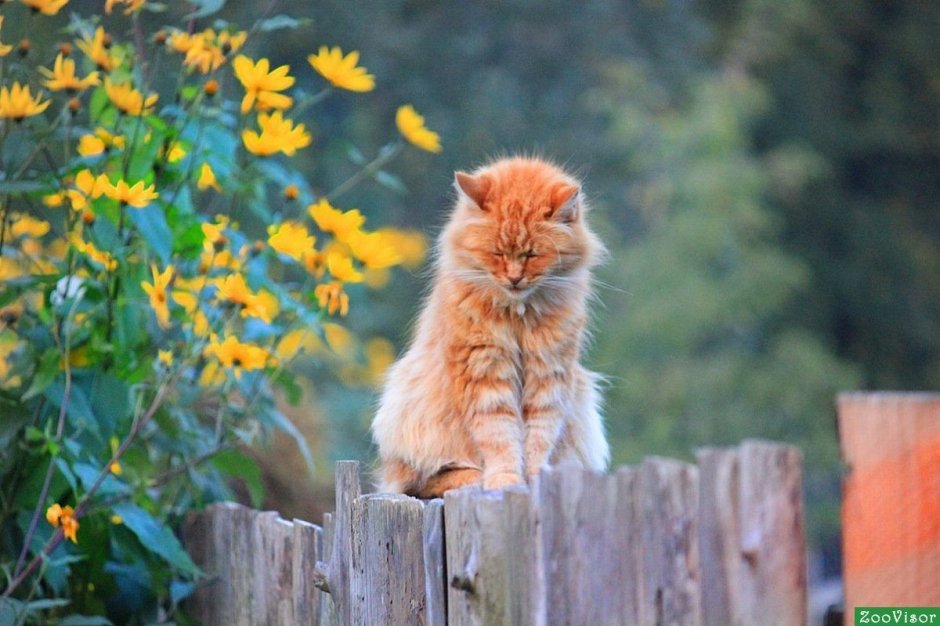 Котята Деревенские