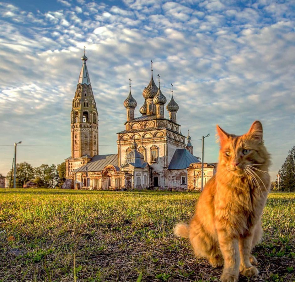 Котенок в деревне