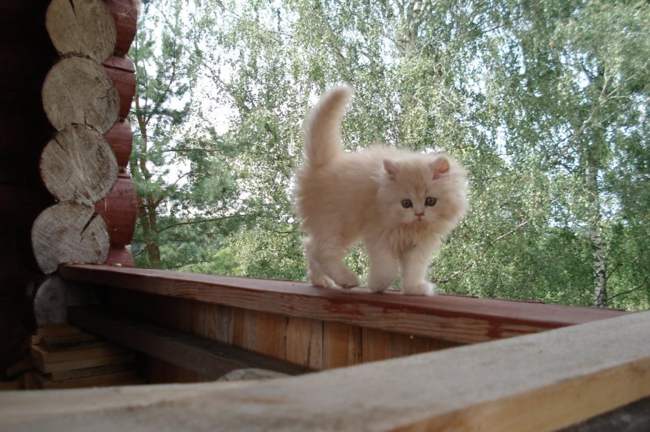 Кошка в деревне