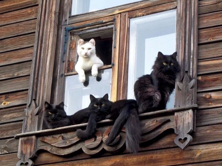 Деревенский кот на заборе