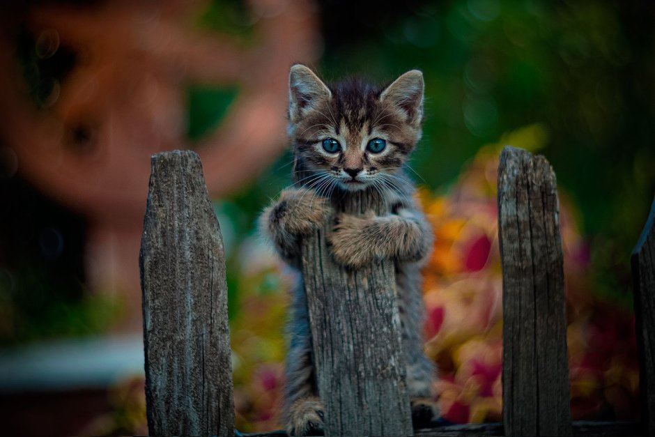 Деревенские коты