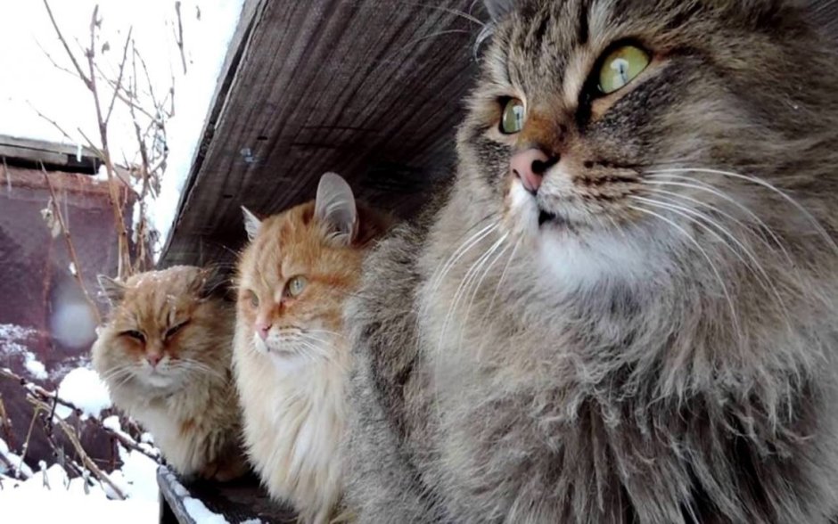 Кошка кошка