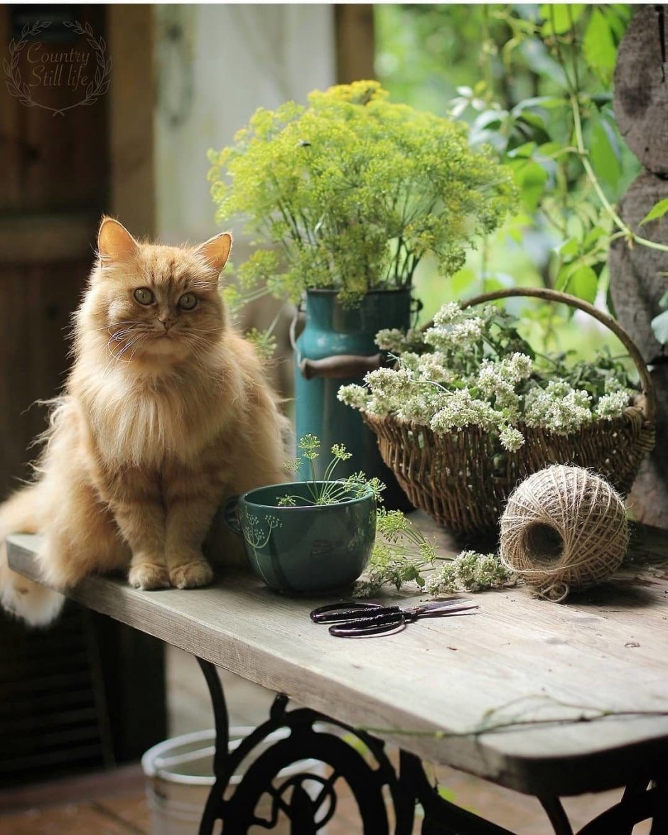 Деревенский кот зимой