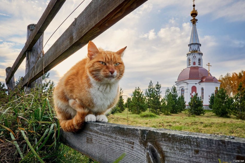 Рыжий деревенский кот