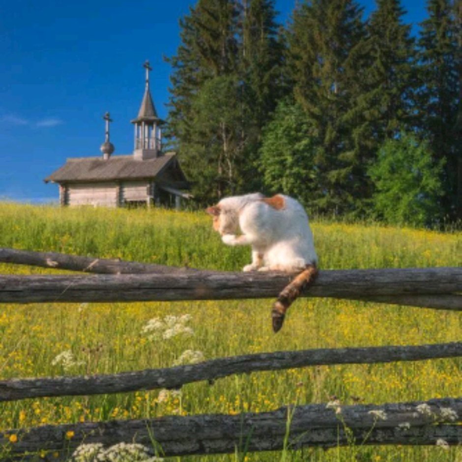 Кот на заборе