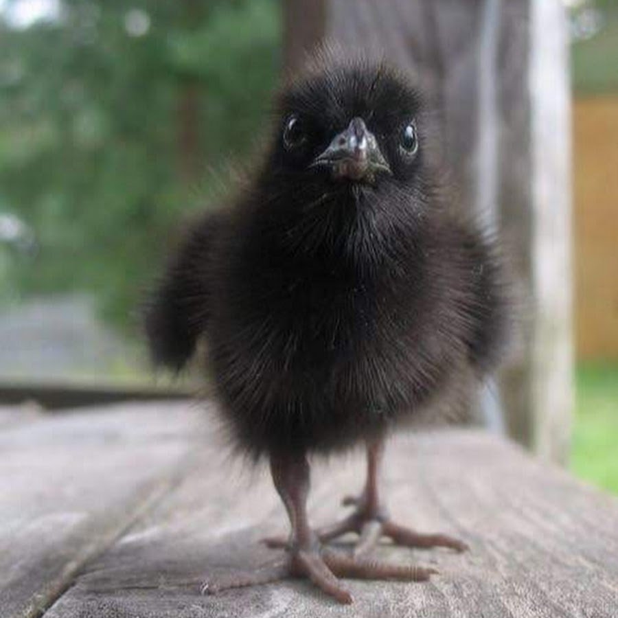 Птенец галки