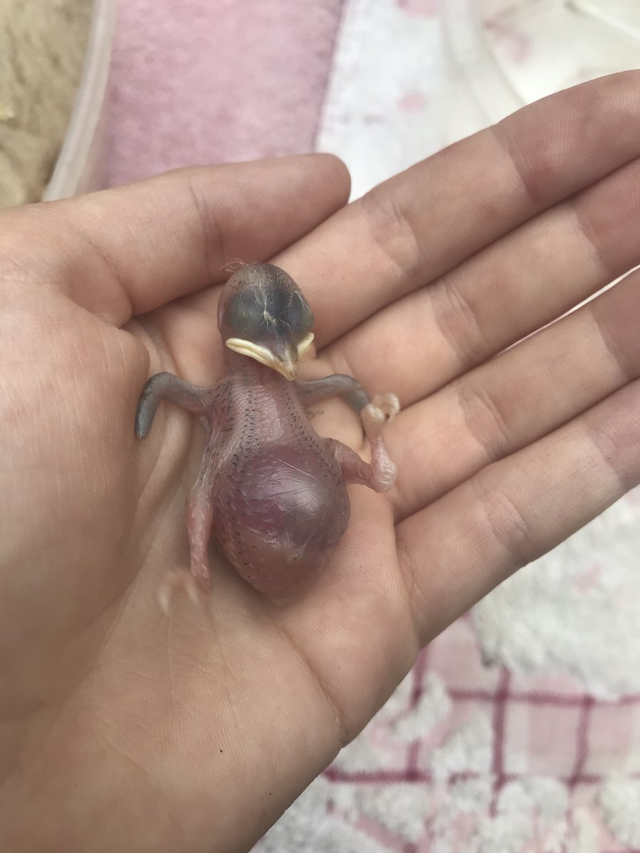 Новорожденный птенец Воробьев