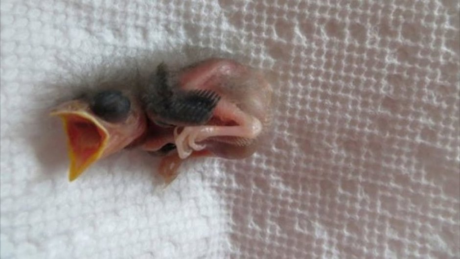 Только что вылупившийся птенец воробья