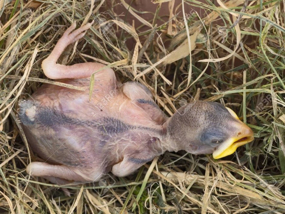 Птенец вороны без перьев