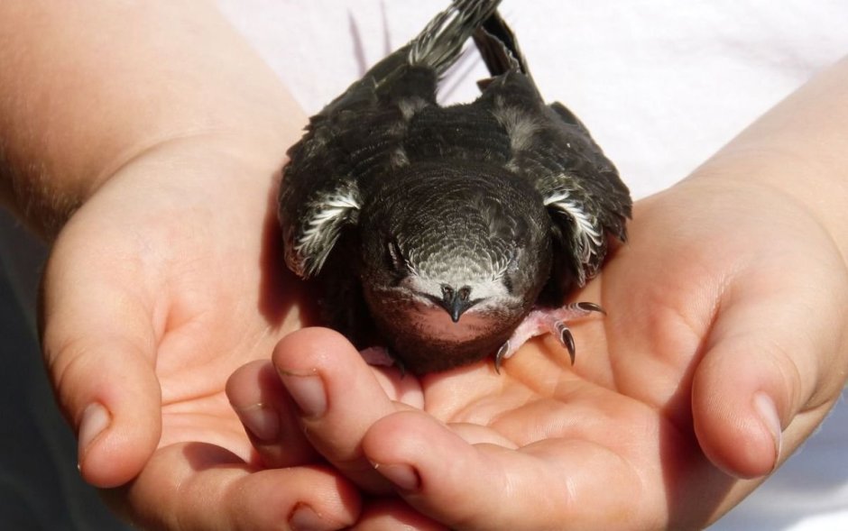 Стриж птица птенец