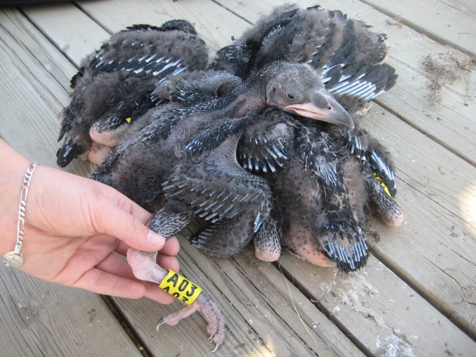 Маленький вороненок