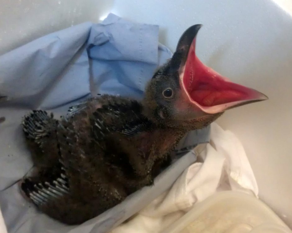 Новорожденный ворон