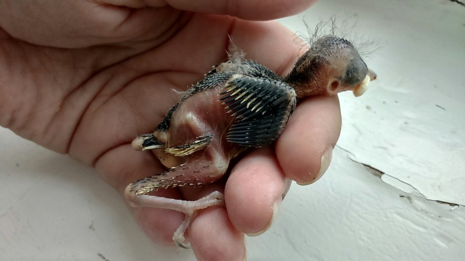 Новорожденный птенец Воробьев