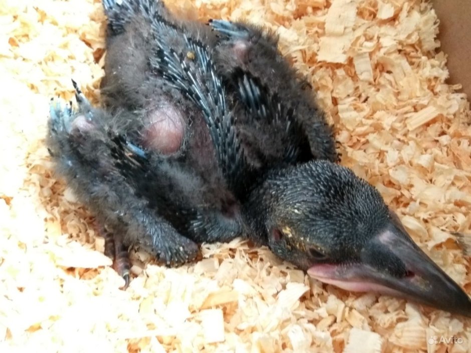 Вылупившийся птенец вороны