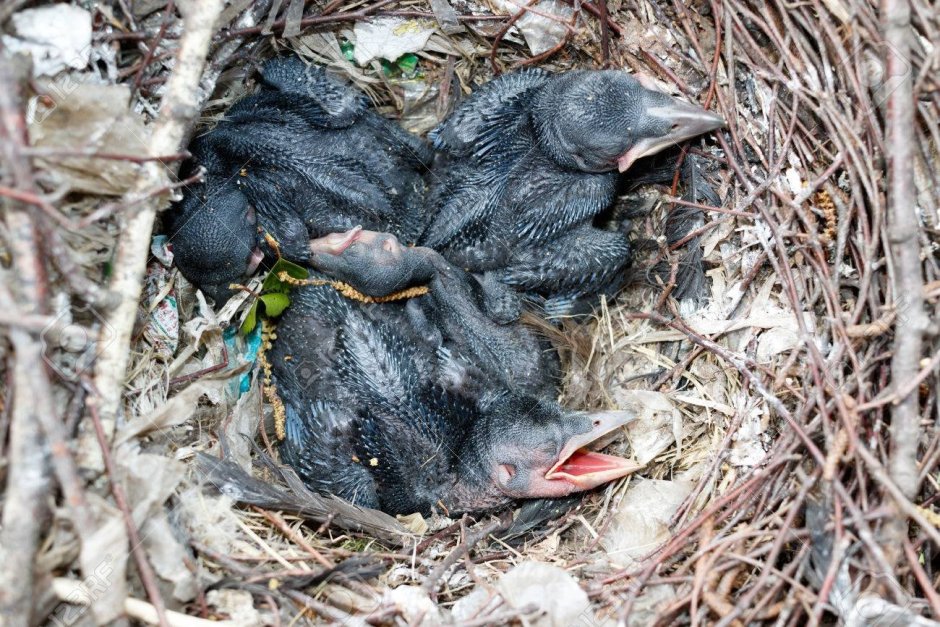 Птенцы Грача в гнезде