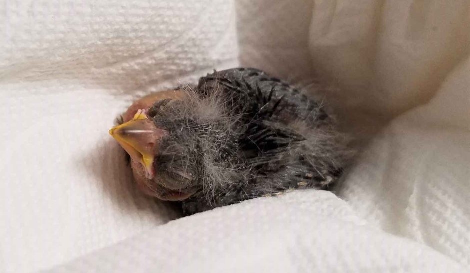 Птенец с большой головой