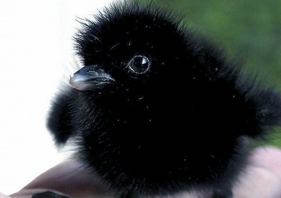 Вороненок птенец