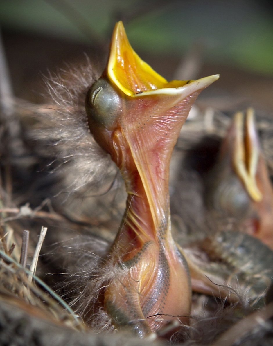 Желторотый птенец