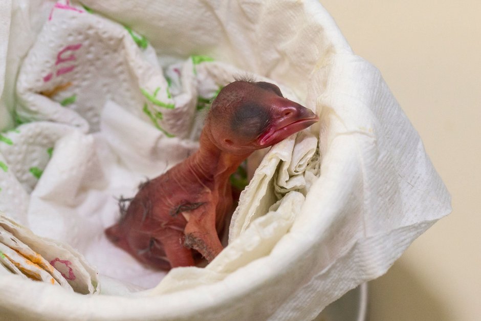 Птенец вороны фото новорожденных