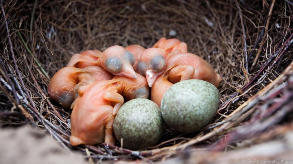 Яйца и птенцы сороки