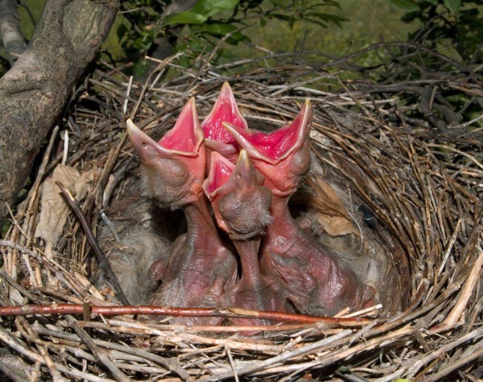 Птенец вороны