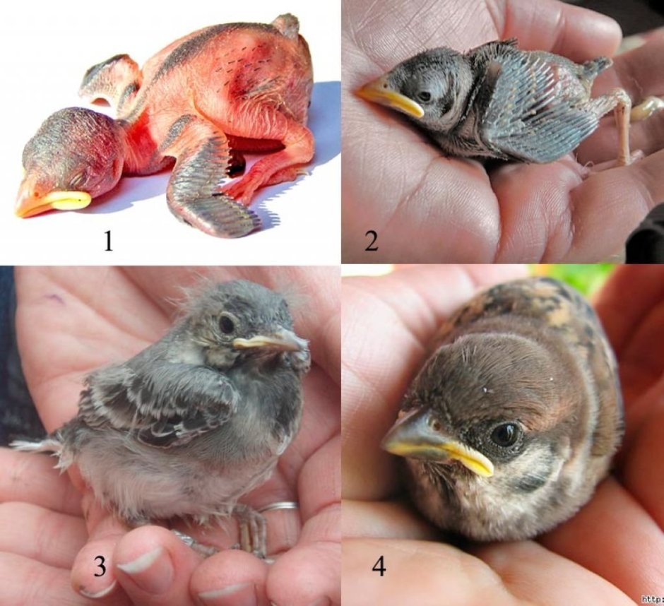 Воробей желторотик птенец