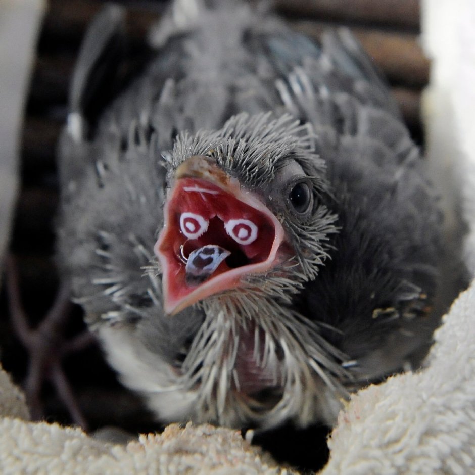 Птенец полосатой кукушки