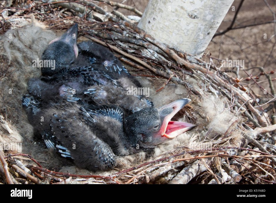 Птенцы Воронов Север