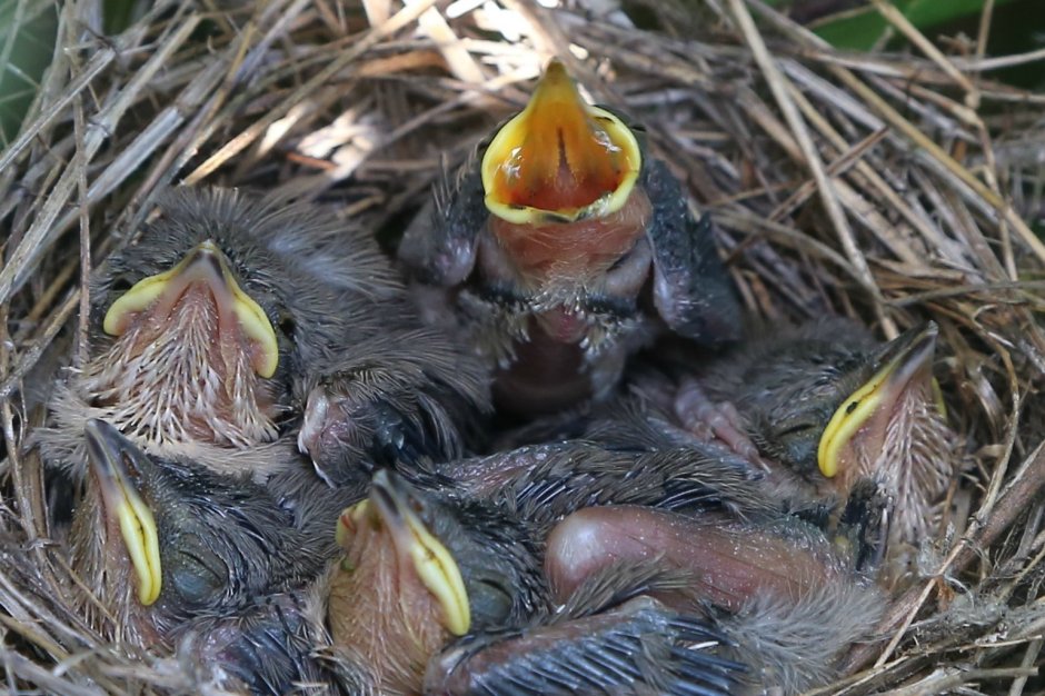 Воробей высиживает птенцов