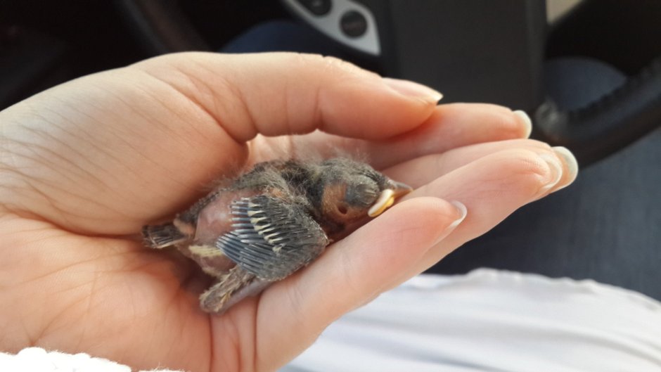 Птенцы Воробьев новорожденных