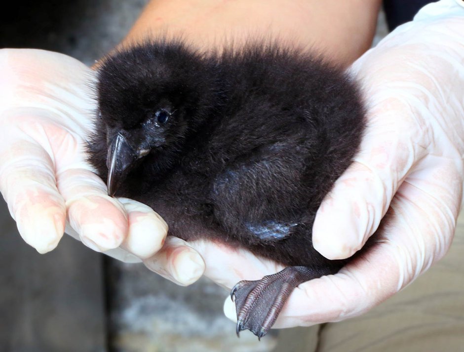 Детеныш тупика